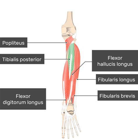 tibialis posterior muscle action